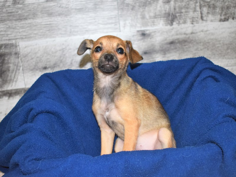 Pomarat-Female-Black and Brown-2819314-Petland Dunwoody