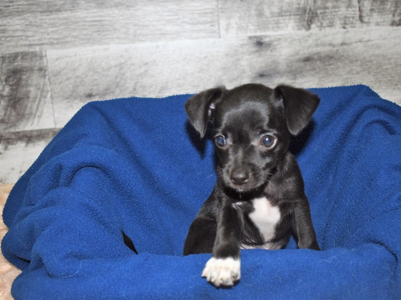 Pomarat-Male-Black-2819294-Petland Dunwoody Puppies For Sale