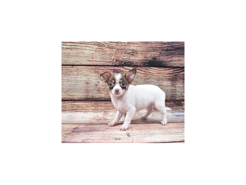 Chihuahua-DOG-Female-Chocolate and White-2826034-Petland Dunwoody Puppies For Sale