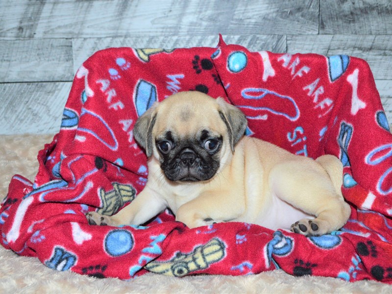 Pug-DOG-Male-Fawn-2826964-Petland Dunwoody Puppies For Sale