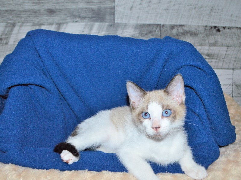 Ragdoll-CAT-Male-Lilac Point-2827700-Petland Dunwoody Puppies For Sale