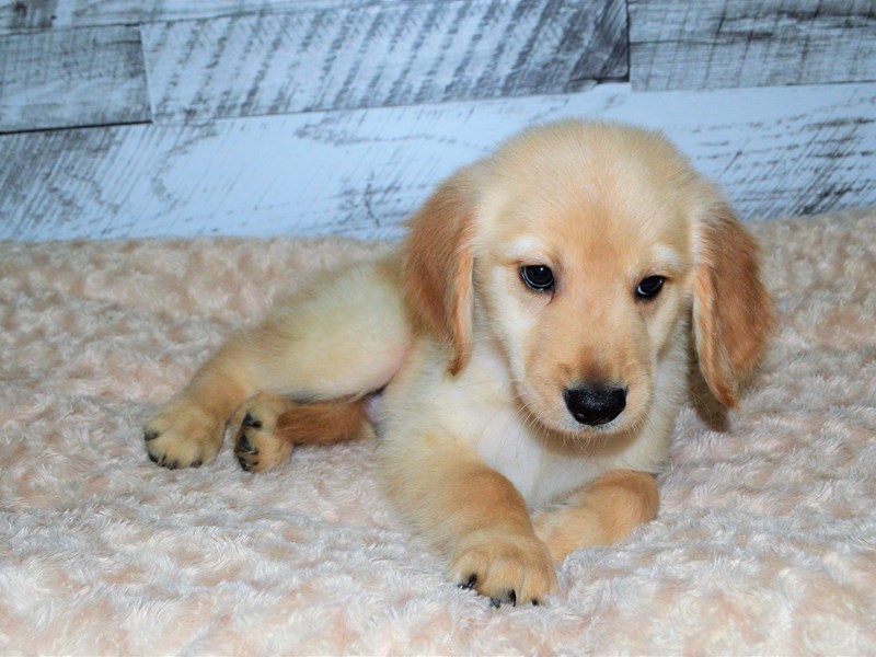 Golden Retriever-DOG-Female-Red-2827149-Petland Dunwoody Puppies For Sale
