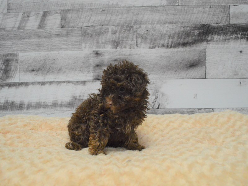 Miniature Poodle-DOG-Male-Chocolate-2841155-Petland Dunwoody Puppies For Sale