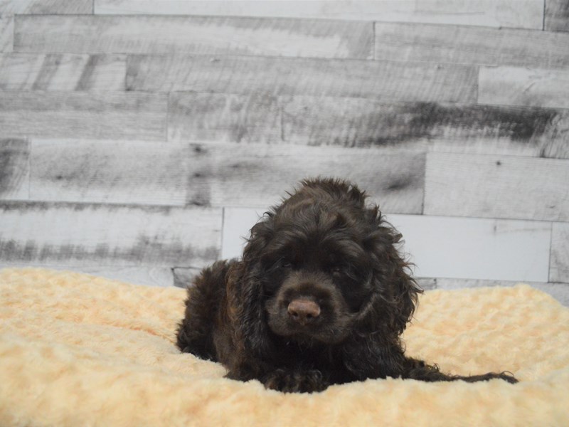 Cocker Spaniel-DOG-Male-Chocolate and Tan-2841774-Petland Dunwoody Puppies For Sale