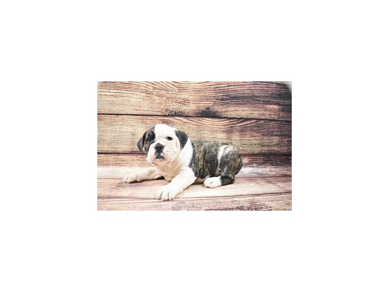 English Bulldog-DOG-Male-Brindle and White-2845025-Petland Dunwoody Puppies For Sale