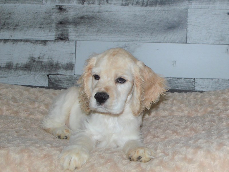Cocker Spaniel-DOG-Male-Buff and White-2832588-Petland Dunwoody Puppies For Sale