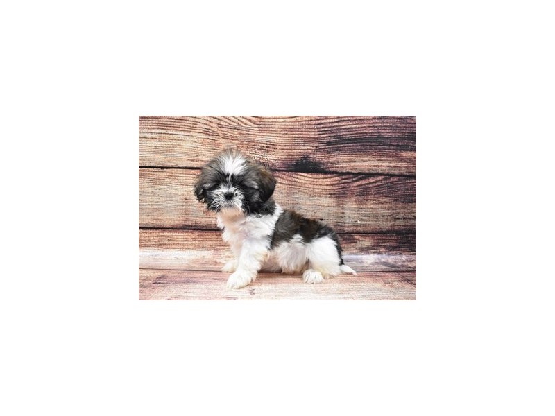 Lhasa Apso-DOG-Female-Golden-2848137-Petland Dunwoody