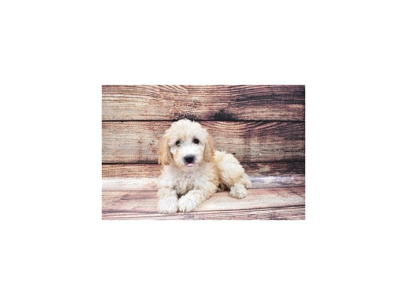 Bichon Poo-DOG-Female-Apricot-2848146-Petland Dunwoody
