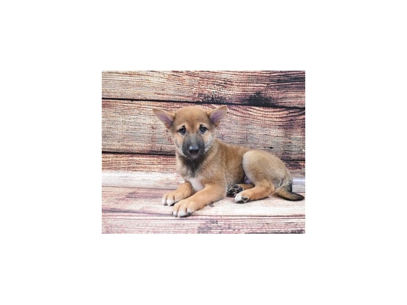 Shiba Inu-DOG-Male-Red-2848164-Petland Dunwoody