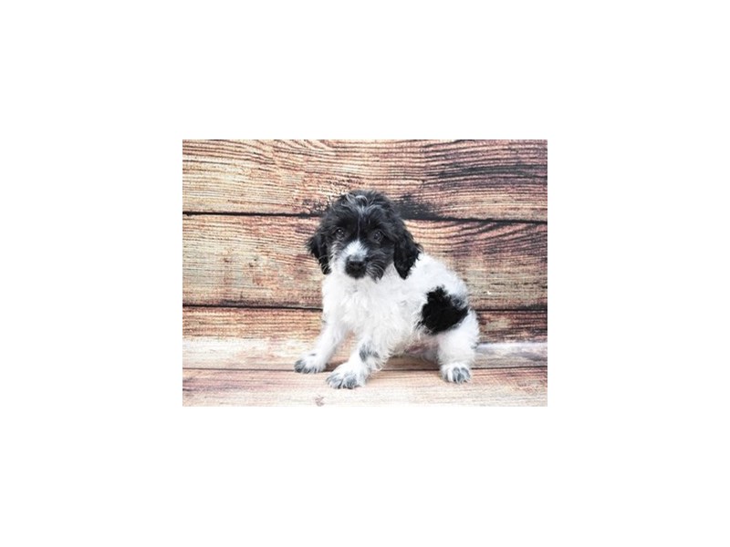 Yorkiepoo-Male-Black and White-2848199-Petland Dunwoody