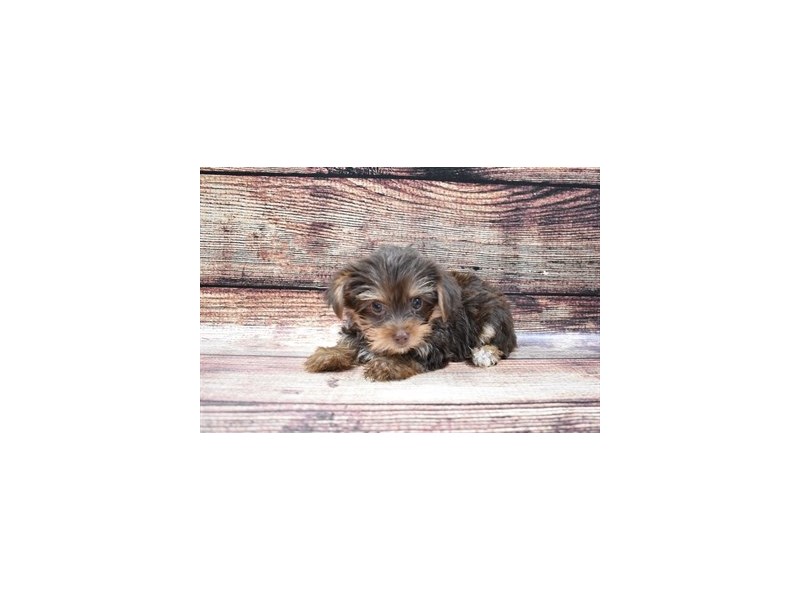Yorkshire Terrier-DOG-Female-Chocolate and Tan-2848205-Petland Dunwoody Puppies For Sale