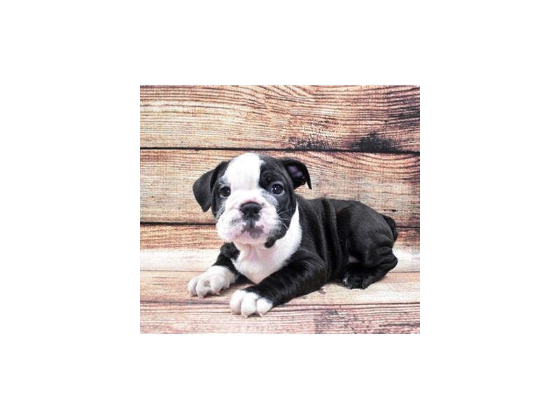 English Bulldog-DOG-Male-Black and White-2848212-Petland Dunwoody