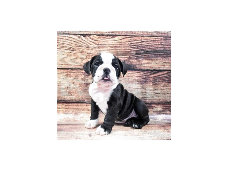 English Bulldog-DOG-Male-Black and White-2848213-Petland Dunwoody Puppies For Sale