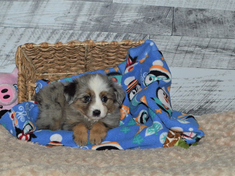Mini Australian Shepherd-DOG-Female-Blue Merle-2849119-Petland Dunwoody Puppies For Sale