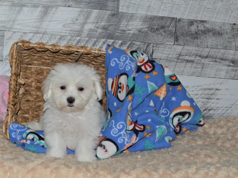 Maltese-DOG-Male-White-2848291-Petland Dunwoody Puppies For Sale