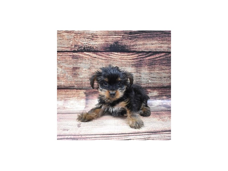 Yorkshire Terrier-DOG-Male-Black and Tan-2855595-Petland Dunwoody Puppies For Sale