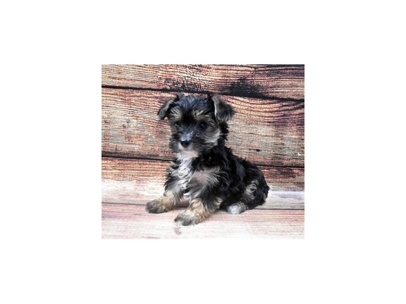 Morkie-DOG-Female-Black and Tan-2855656-Petland Dunwoody Puppies For Sale