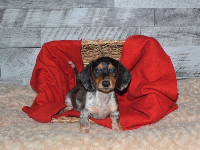 Dachshund-DOG-Male-Merle Tri-2855945-Petland Dunwoody Puppies For Sale