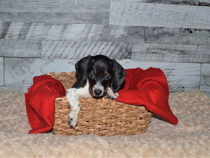 Dachshund-DOG-Male-Black and White-2855944-Petland Dunwoody Puppies For Sale