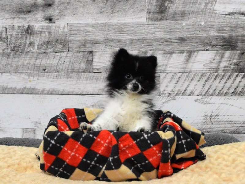 Pomeranian-DOG-Female-Black and White-2825935-Petland Dunwoody Puppies For Sale