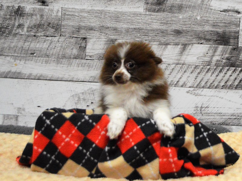 Pomeranian-DOG-Female-Chocolate and White-2825933-Petland Dunwoody Puppies For Sale