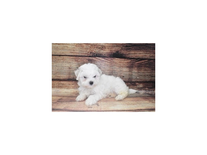 Mix-Female-White-2862762-Petland Dunwoody Puppies For Sale