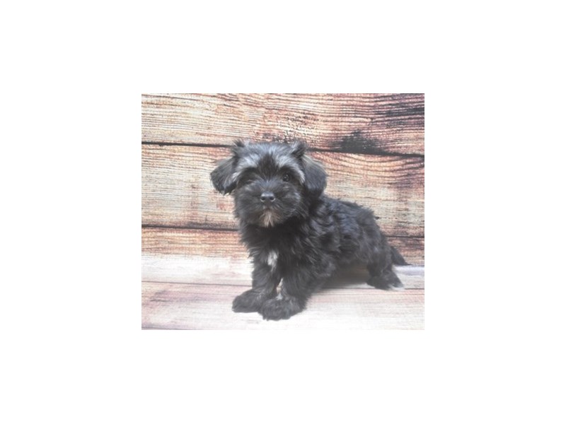 Havachon-Female-Black Brindle-2862809-Petland Dunwoody Puppies For Sale