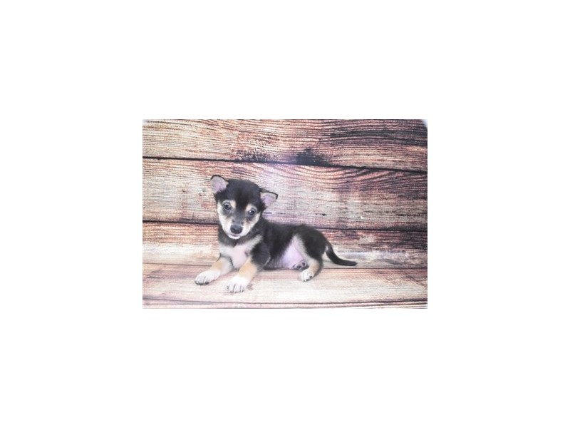 Shiba Inu-DOG-Male-Black and Tan-2862851-Petland Dunwoody