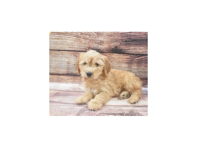 Mini Goldendoodle-DOG-Female-Golden-2862871-Petland Dunwoody Puppies For Sale