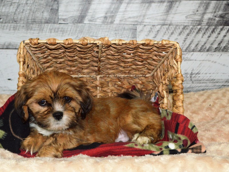 Lhasa Apso-DOG-Male-Gold and White-2863923-Petland Dunwoody Puppies For Sale