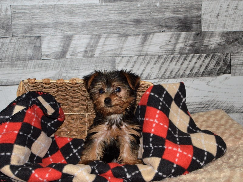 Yorkshire Terrier-DOG-Female-Black and Tan-2863937-Petland Dunwoody Puppies For Sale