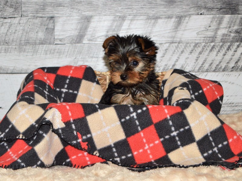 Yorkshire Terrier-DOG-Female-Black and Tan-2863935-Petland Dunwoody Puppies For Sale