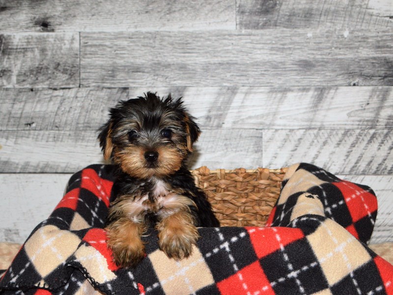 Yorkshire Terrier-DOG-Male-Black and Tan-2863934-Petland Dunwoody Puppies For Sale
