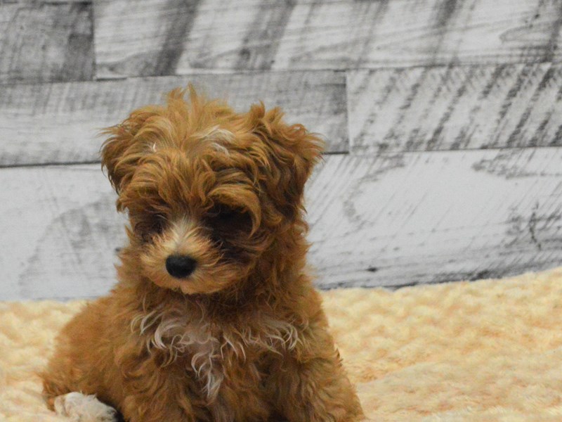 Maltipoo-DOG-Male-Apricot-2863238-Petland Dunwoody Puppies For Sale