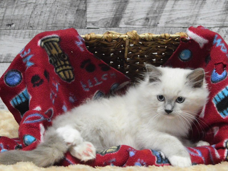 Ragdoll-CAT-Male-Blue Point Mitted-2866106-Petland Dunwoody