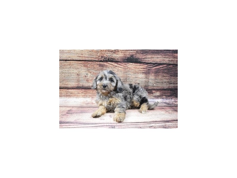 Mini Goldendoodle 2nd Gen-Female-Merle-2870545-Petland Dunwoody Puppies For Sale