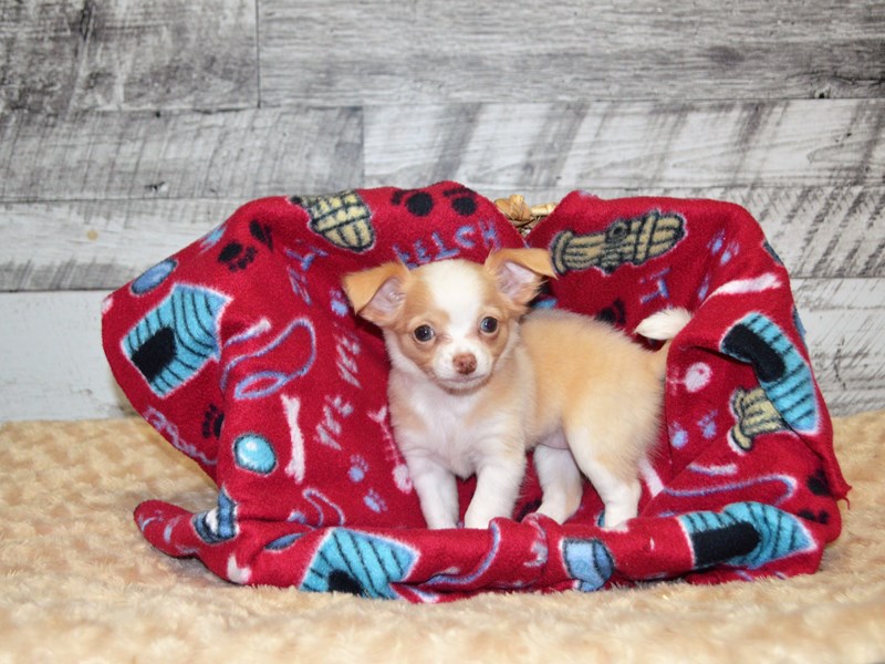 Chihuahua-DOG-Female-Tan and White-2870270-Petland Dunwoody Puppies For Sale