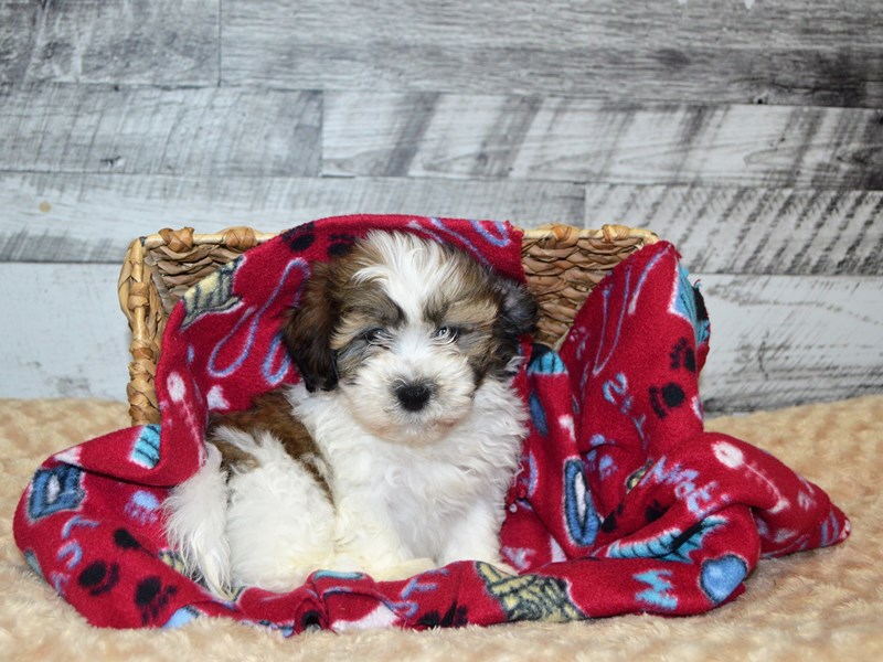 Teddy Bear-DOG-Male-Brown and White-2871762-Petland Dunwoody Puppies For Sale