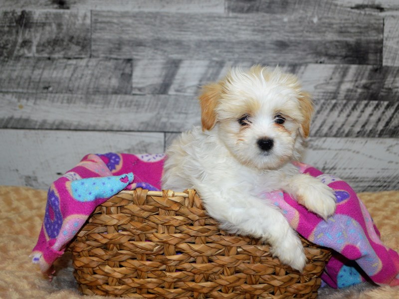 Teddy Bear-DOG-Female-Tan and White-2871758-Petland Dunwoody Puppies For Sale