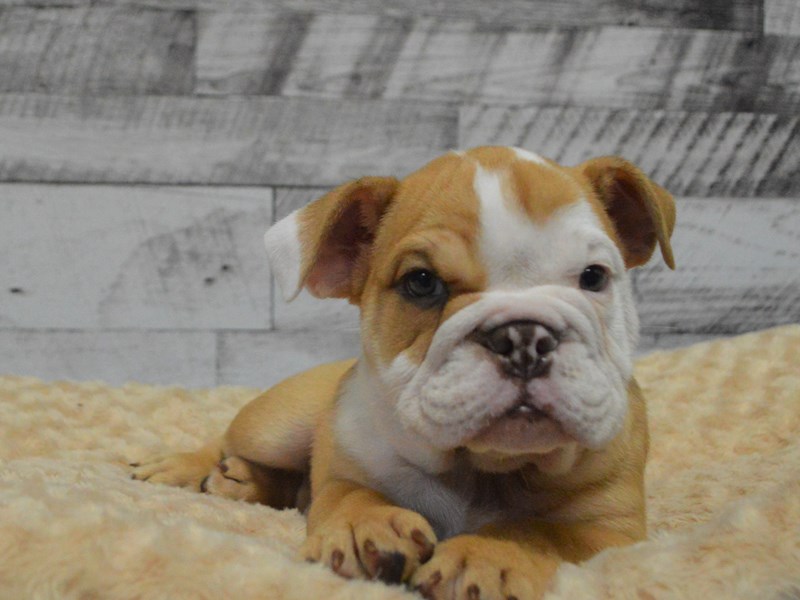 English Bulldog-DOG-Male-Chocolate Fawn-2870688-Petland Dunwoody Puppies For Sale