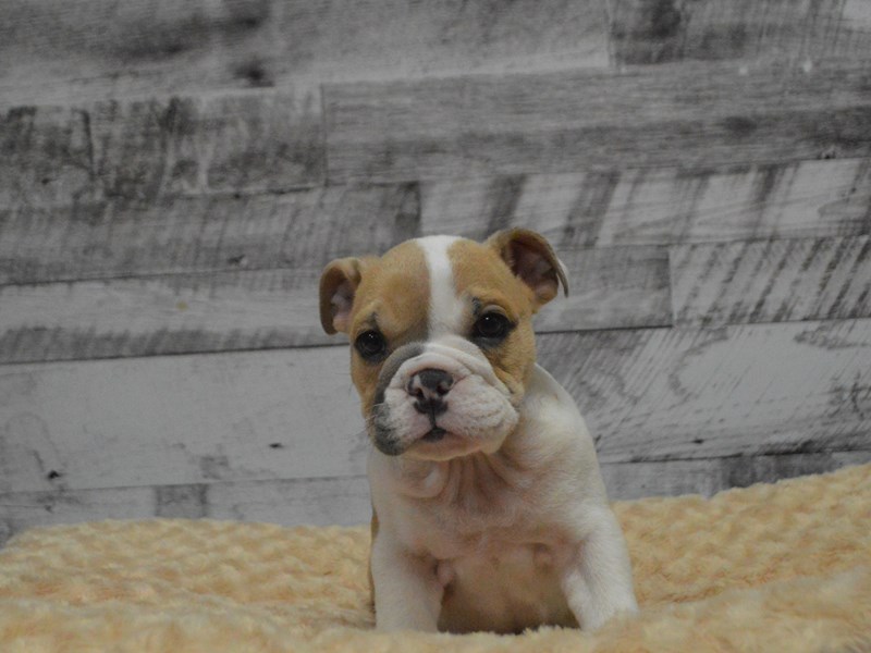 English Bulldog Dog Female Blue Fawn Pied 2870696 Petland Dunwoody Puppies For Sale