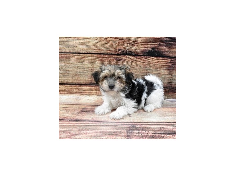 Morkie-DOG-Female-Black and Tan-2876058-Petland Dunwoody Puppies For Sale