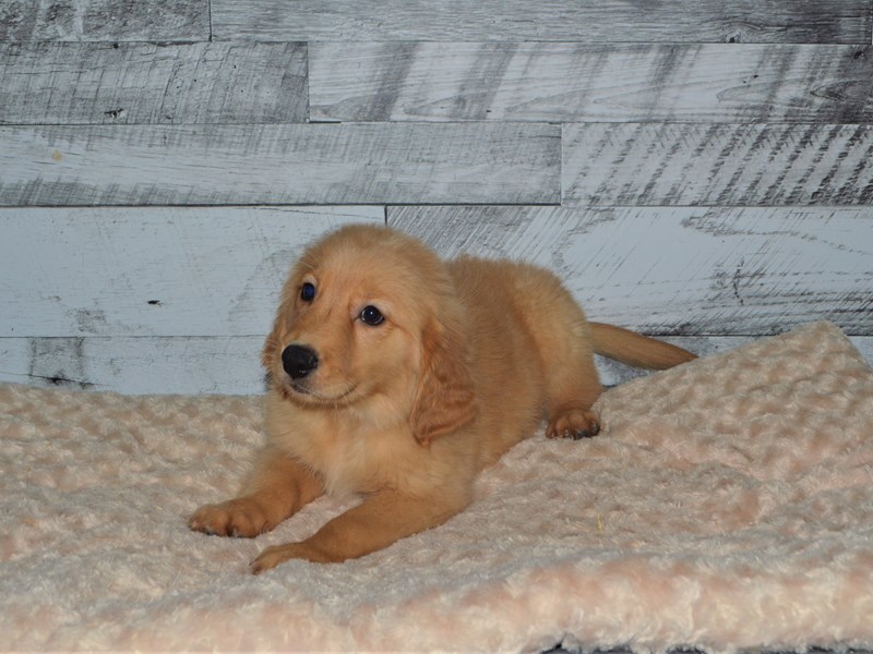 Golden Retriever-DOG-Male-Golden-2878308-Petland Dunwoody Puppies For Sale