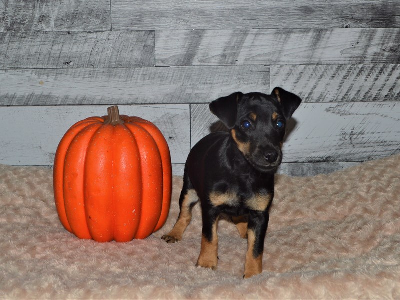 Minnie Jack-Male-Black and Tan-2878408-Petland Dunwoody Puppies For Sale