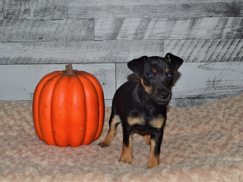 Minnie Jack-Male-Black and Tan-2878408-Petland Dunwoody