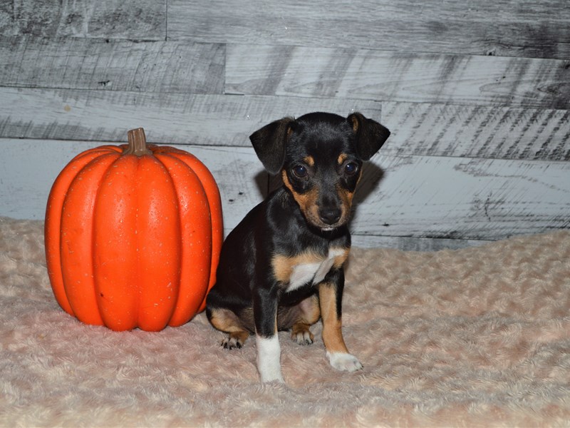 Minnie Jack-Female-Black and Tan-2878412-Petland Dunwoody