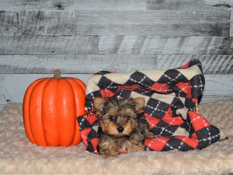 Yorkshire Terrier-DOG-Female-Blue Merle and Tan-2878500-Petland Dunwoody Puppies For Sale