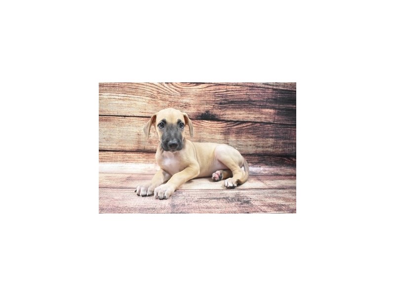 Great Dane-DOG-Male-Fawn-2883585-Petland Dunwoody Puppies For Sale
