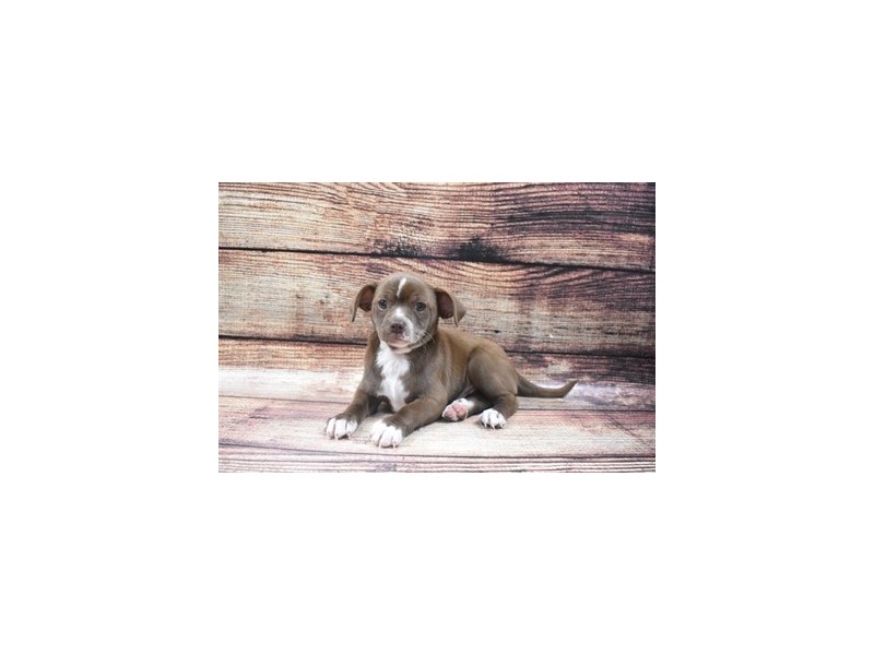 Chihuahua-DOG-Male-Chocolate and White-2883592-Petland Dunwoody Puppies For Sale
