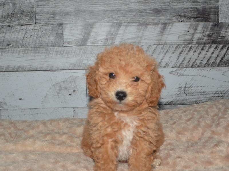 Bichonpoo-DOG-Male-Apricot-2884285-Petland Dunwoody Puppies For Sale